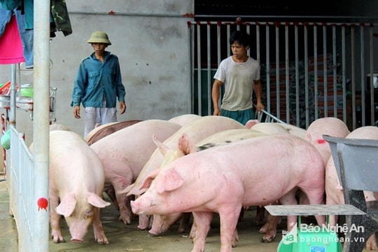 Lợn thịt tăng giá mạnh, phải chăng do doanh nghiệp 'thổi' giá?