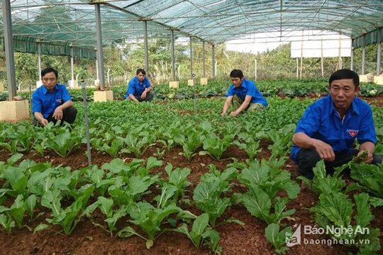 Lực lượng Thanh niên xung phong phát huy tinh thần xung kích trong giai đoạn mới
