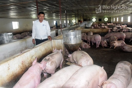 Thanh Chương có đàn lợn nhiều nhất Nghệ An