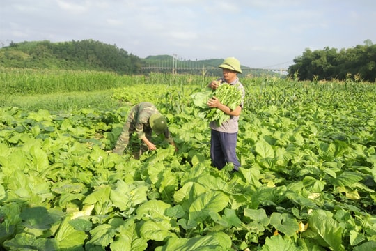 Nghệ An: Cải ngồng đặc sản trồng đất bãi được mùa, đắt giá