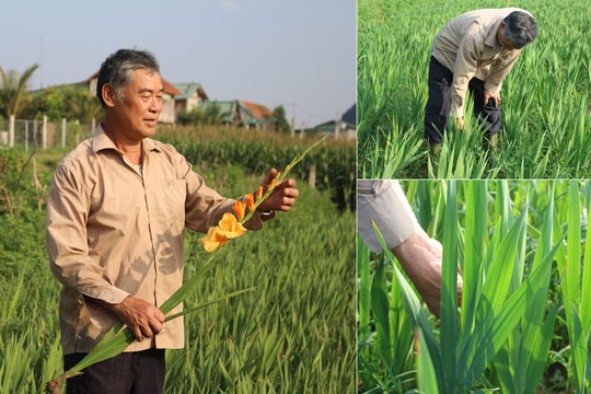 Nông dân miền núi Con Cuông trồng hoa lay ơn, thược dược bán dịp Tết