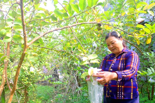 Người phụ nữ gần 20 lần hiến máu cứu người ở Nghệ An