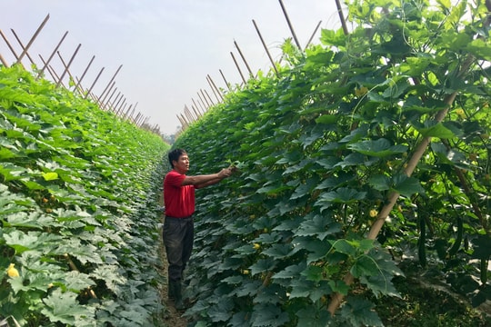 Những mô hình ứng dụng khoa học công nghệ trồng cây ăn quả đem lại kỳ vọng mới