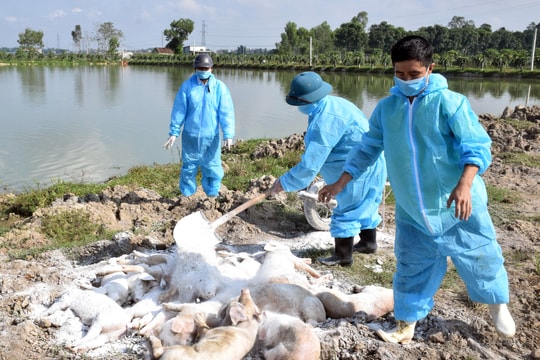 Nghệ An: 325 xã công bố hết dịch tả lợn châu Phi