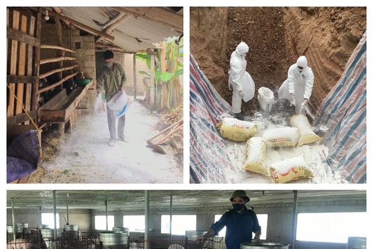 Nghĩa Đàn công bố hết dịch tả lợn châu Phi