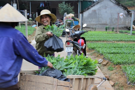 Nghệ An sẽ xây dựng Khu nông nghiệp ứng dụng công nghệ cao lĩnh vực lâm nghiệp  