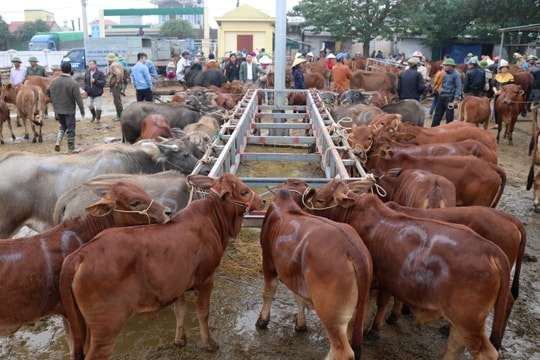 Chợ trâu, bò lớn nhất Việt Nam hối hả vào Tết