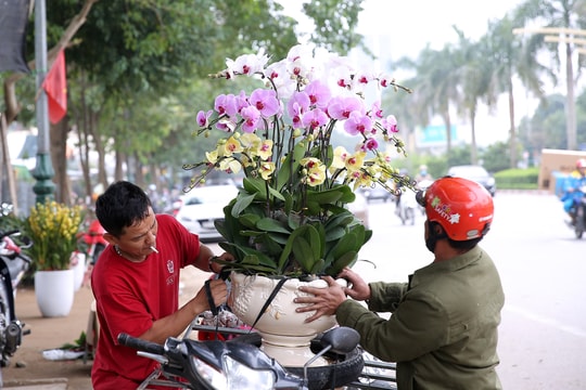Quất bonsai 'gây sốt', hoa lan tràn ngập phố Vinh