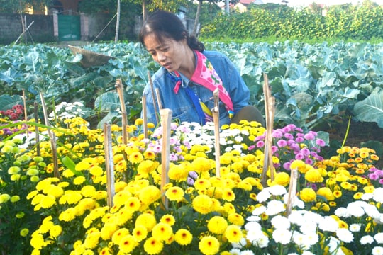 Hoa nở mà người trồng không vui 