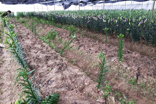 Nghệ An: Kẻ gian nhổ trộm 1.400 cây hoa ly Tết của nông dân