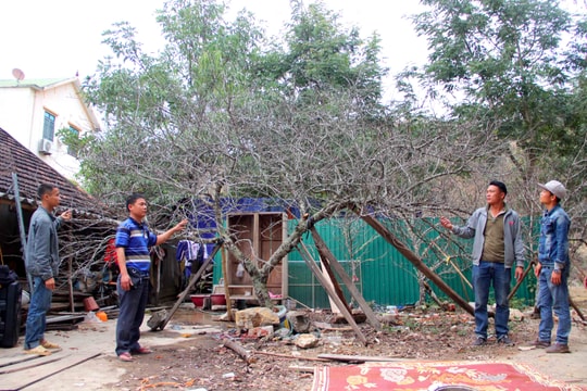 Đào rừng 'khủng' ở Nghệ An được chào giá 50 triệu đồng