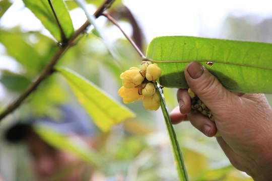 Mùa thu hái loài hoa 'quý như vàng' ở miền Tây Nghệ An