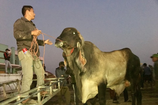 Con bò nặng gần 1 tấn, bán giá 82 triệu đồng ở chợ trâu bò lớn nhất Nghệ An