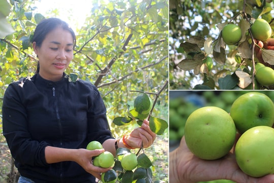 Trồng táo đại hái dịp Tết cho thu nhập cao ở 'phố núi'