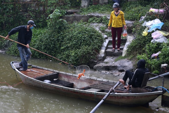 Cá chép ông Táo vừa thả đã bị kích điện vợt bắt