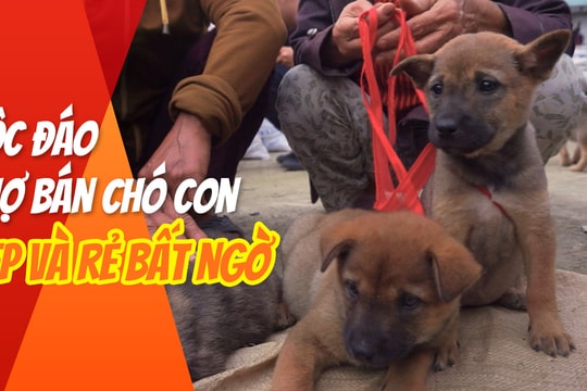Độc đáo chợ bán chó con ở Nghệ An 
