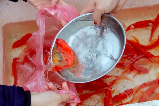 Giá cá chép đỏ 'nhảy giá' trong ngày cúng ông Táo