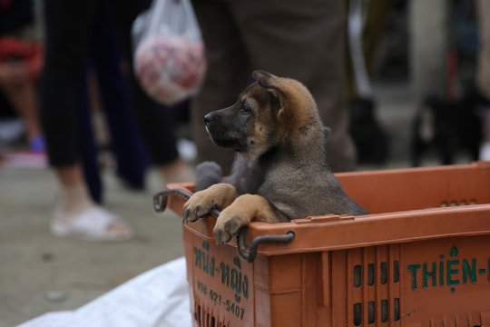 Độc đáo phiên chợ chó ở Nghệ An