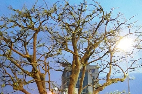 Cây hoa mai cổ thụ được bày bán với giá 2,4 tỷ đồng