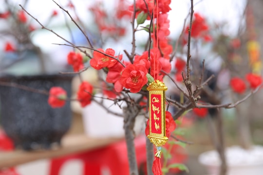 Nho cảnh, mai đỏ mini 'níu chân' người mua thành Vinh ngày cận Tết