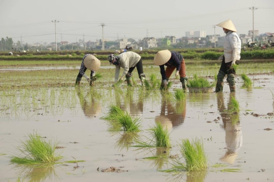 Cận Tết, 'thợ cấy' Nghệ An kiếm nửa triệu mỗi ngày