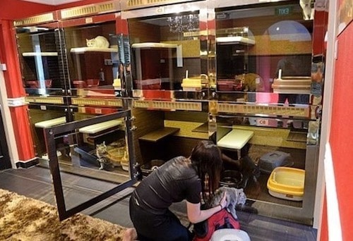 Hơn nửa triệu một phòng khách sạn cho chó, mèo dịp Tết 