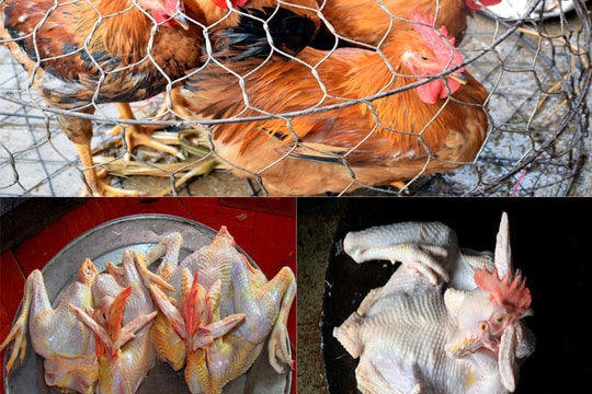 Quá tải dịch vụ mổ gà cúng ngày 30 Tết ở Nghệ An