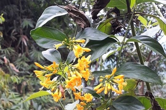 2 thanh niên ở Nghệ An ăn lá ngón tự tử vì mâu thuẫn gia đình 