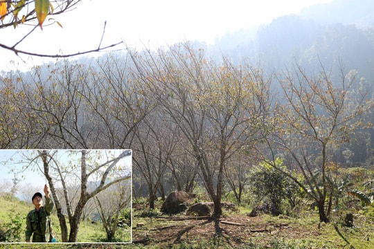 Trồng đào mốc bán Tết thu khá ở rẻo cao Nghệ An