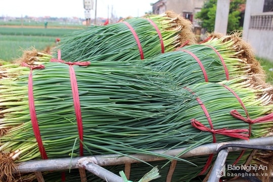 Ra Tết, nông dân Quỳnh Lưu tích cực sản xuất rau vì được giá