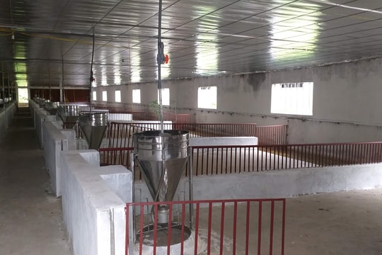 Bị xử phạt 150 triệu đồng vì xây dựng trang trại lợn khi chưa đảm bảo môi trường