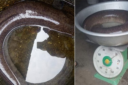 Đi thăm ruộng ngày đầu năm, nông dân miền núi Nghệ An bắt được cá lệch nặng hơn 1 yến