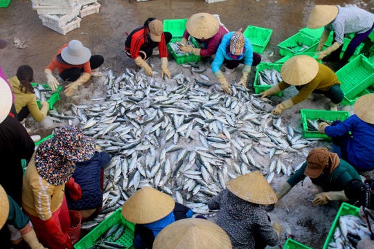 Trúng đậm cá bạc má chuyến biển đầu năm, mỗi tàu Nghệ An thu gần nửa tỷ 