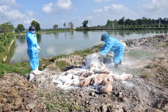 Dịch tả lợn châu Phi tái phát trên địa bàn huyện Diễn Châu