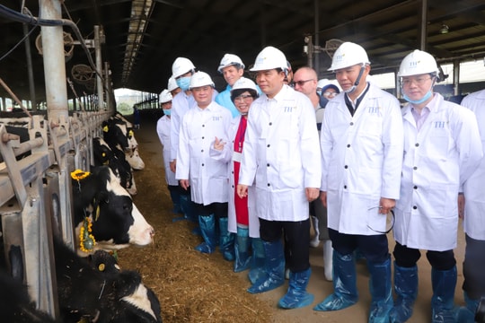 Gần 1.600 con bò sữa nhập khẩu từ Mỹ về Nghệ An đầu năm 2020