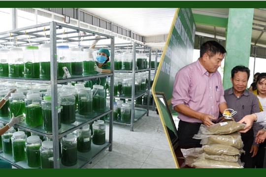 Nghệ An: 48 sản phẩm nông nghiệp được gắn sao OCOP