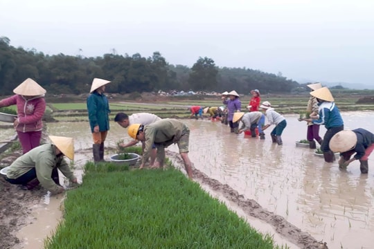 Phụ nữ vùng biên Nghệ An dầm mình trong mưa rét cấy lúa giúp gia đình neo đơn