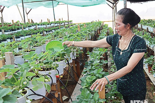 Cho lúa 'ăn' trứng gà, dâu tây 'uống' sữa tươi hiệu quả cao 