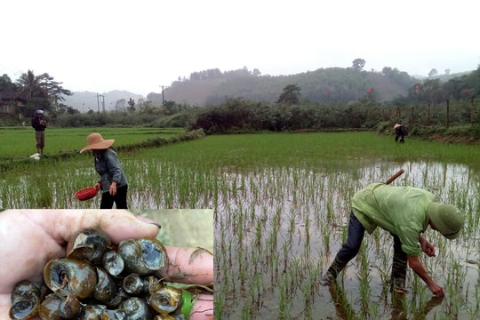 Nhà nông Nghệ An khẩn cấp chống nạn ốc bươu vàng bảo vệ lúa xuân