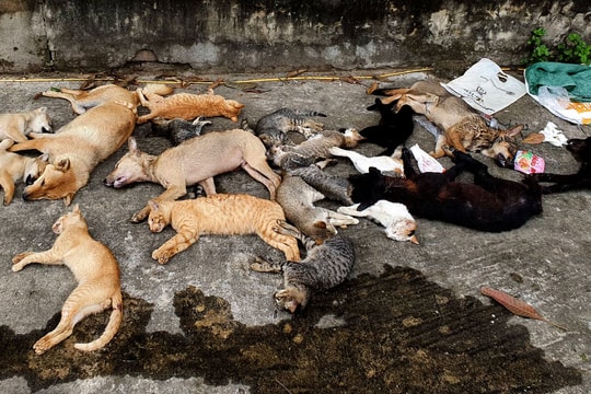 Chó mèo chết la liệt vì bị trúng bả của hai anh em ruột ở thành phố Vinh