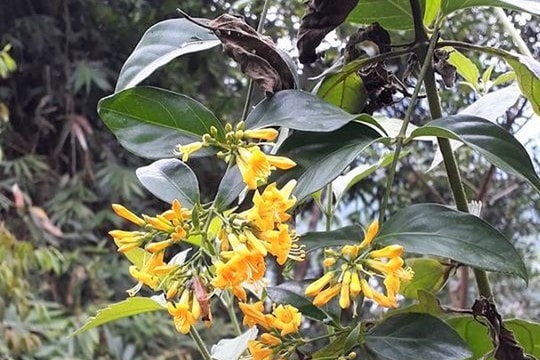 Cứu sống phụ nữ ăn lá ngón tự tử