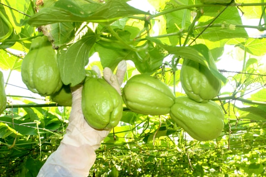 Su su Nghệ An tăng giá gấp 10 lần trước Tết