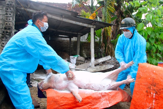 24 xã của 10 huyện ở Nghệ An còn có dịch tả lợn châu Phi 