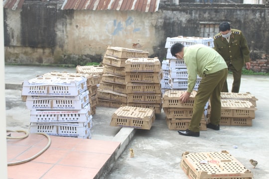Nghệ An: Bắt vụ vận chuyển 7.000 con gia cầm có dấu hiệu bệnh 
