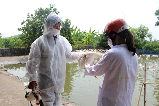 Dịch cúm gia cầm A/H5N6 có thể lây sang người