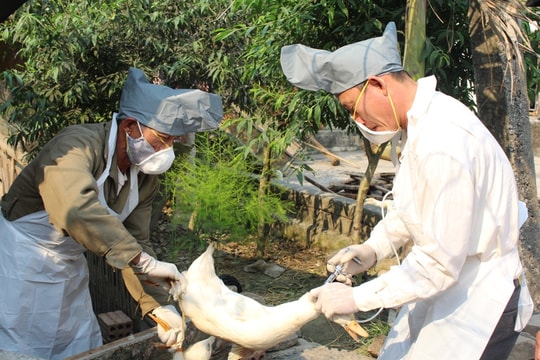 Nghệ An phát hiện thêm ổ dịch thứ 4 cúm gia cầm H5N6