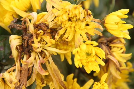  Ế ẩm, nông dân Yên Thành đành nhìn đồng hoa cúc rữa nát