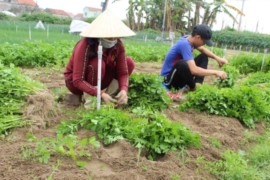 Giống rau mới dễ trồng cho thu nhập cao ở vựa rau màu Nghệ An