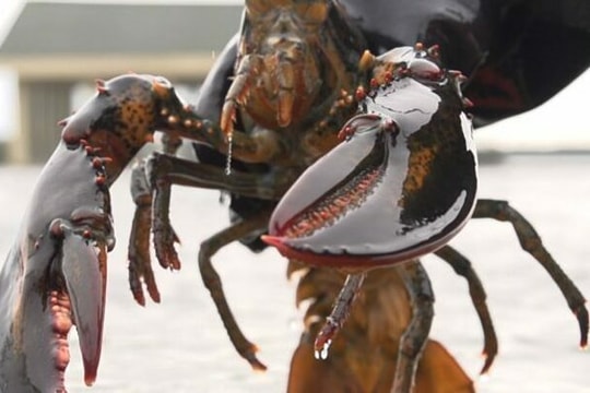 Tôm hùm, cua hoàng đế giảm giá mạnh vì dịch Covid-19