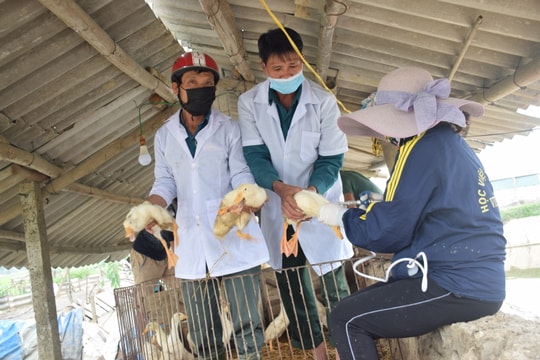 Nghệ An khuyến cáo gia cầm tiêm vắc-xin phòng H5N6 sau 14 ngày mới được giết mổ